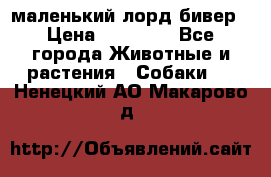 маленький лорд бивер › Цена ­ 10 000 - Все города Животные и растения » Собаки   . Ненецкий АО,Макарово д.